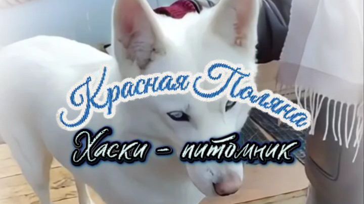 Хаски центр Сочи #Красная_поляна #хаски_центр #пёсики #ездовые_хаски #лайки
