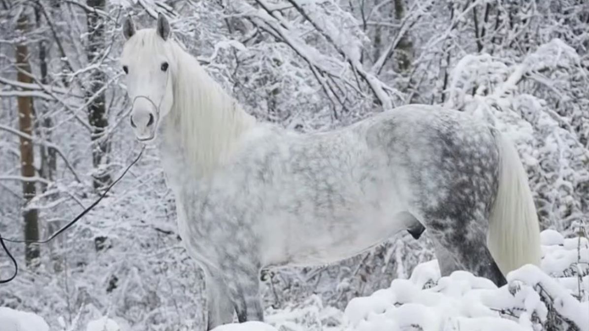 Ой мороз мороз