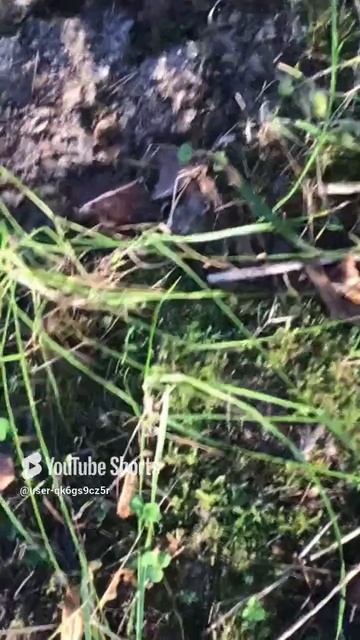 Ленобласть. Хвойное. 21.08.2024. Грибы-мухомор пантерный, возраст полутора суток