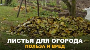 ОПАВШУЮ ЛИСТВУ УБИРАЕМ ИЛИ ОСТАВЛЯЕМ? Как лучше поступить с опавшей листвой с пользой для участка.