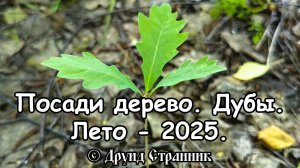 Посади дерево. Дубы - 2025