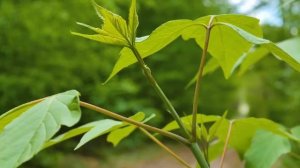 Первый звонок после похорон