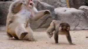 Панчу надоело что его обижают