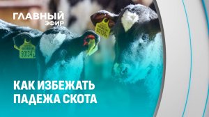 Как бороться с падежом скота? Новые профилактории для телят. Главный эфир