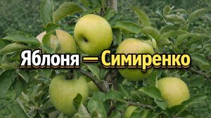 Яблоня Симиренко: идеал для вашего сада и огорода