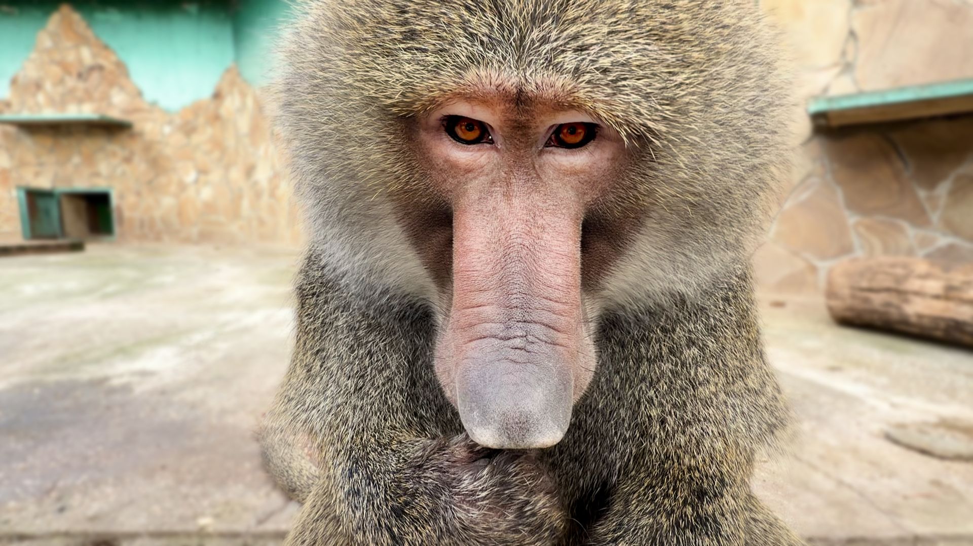 Потребность в ЛУКЕ на лицо! Веня решил показывать Фене, кто главный! Феня покусанная и выщипанная! смотреть онлайн