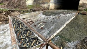 Рыбалка в водном канале / Невероятная рыбалка / Необычный способ ловли рыбы !