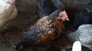 Как я курицу спасала.. Работы в душевой..