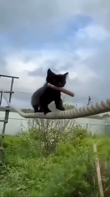 Кошачьи суперспособности смотреть онлайн