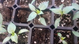 22.02.2026 Перевалка перцев, посеянных 30.01.