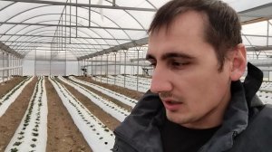 подкормки и обработки клубники в начале вегетации