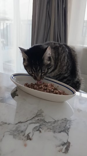 Йода кот кушает за столом😺