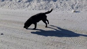 Чистим снег! Завалило всё кругом