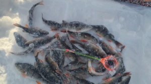 Рыбалка на безмотылку🎣 Пробурил очень много лунок, соблазнял Окуня на безмотылку🎣