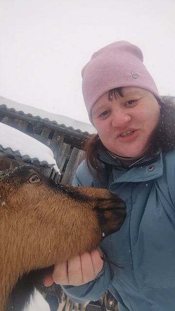 Коза хулиганка