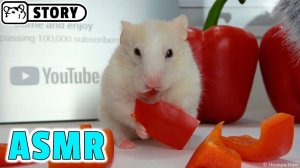 Хомяк ASMR ест болгарский перец 🐹 Хомяк Хомура