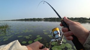 НАЛОВИЛ РЫБЫ НА ПОВЕРХНОСТНУЮ ПРИМАНКУ