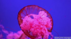 #Коран#АльБакъара#СамыеКрасивыеМеста#Relaxation##Islam#Quran#AlBaqarah'#Minshawiy #4кВидео#19часть#