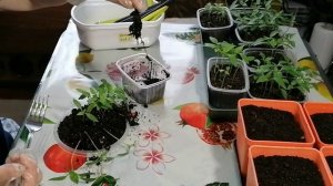 Пикируем перец правильно