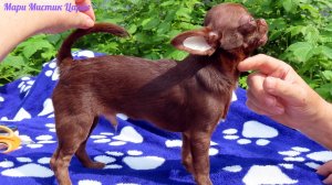 Царёк ждёт Вас #как_выбрать_здорового_щенка_чихуахуа ? #купить_чихуахуа_продаю +79215950848