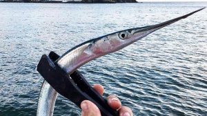 Сарган, ловля саргана, пилькер и турбо мушка