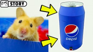 Лабиринт «Пепси» для хомяков 🐹 Сирийские хомяки в гигантском картонном лабиринте 🐹 Хомяки Хомура