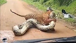 Снято Случайно, но Взорвало Интернет! Случаи с Животными 1 на 1000000