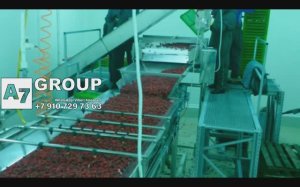 Оборудование для поточной заморозки малины #малина #заморозка #оборудование