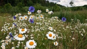 Сорвала я цветок полевой. Поёт Валентина Дробышева