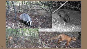 Барсуки и лиса утром, вечером и ночью. Встреча дрозда и барсука. Синицы и другие птицы. 03-08.08.25