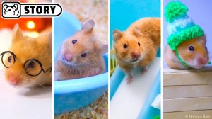 Милые и забавные хомячки. Сборник №1 🐹 Истории о хомяках 🐹 Хомяк Хомура