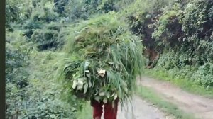 53серия/Жизнь в горной деревне Непала | в непальской бедной, но счастливой семье