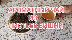 Ферментируем ароматный чай из листьев вишни.