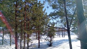 Пикник с семьей в зимнем морозном лесу.