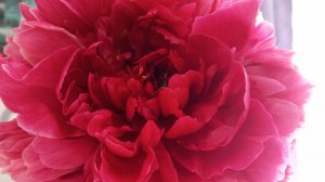 Мои пионы на продажу. Цены от 750 до 2500