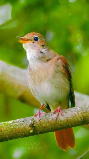 Соловьиная песня