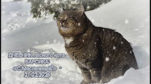 ДНЕВНИК лесного кота Барсика: «С Масленицей!» 21-02-2026