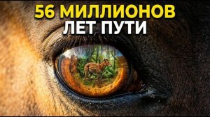 ЛОШАДЬ : 56 миллионов лет пути от зверька до легенды