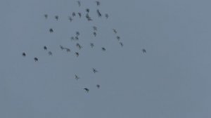 Домашние Голуби Деревня Зинино Республика Башкортостан От 28 Октября Суббота 2025 г.