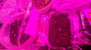 мои растения