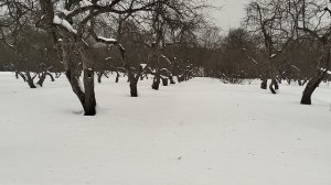 Снежная зима 2026/спящий яблоневый сад в Коломенском