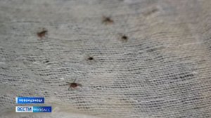 Клещи скоро проснутся: кузбассовцам рассказали, как подготовиться к возможной встрече