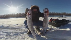 Зимняя рыбалка в Сибири. Часть 87. Налимы на жерлицы.