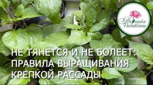 Не тянется и не болеет. Правила выращивания крепкой рассады