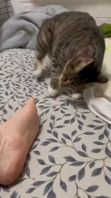 Попыточка смотреть онлайн