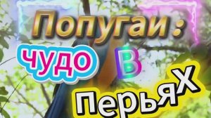 Попугаи - Чудо в перьях