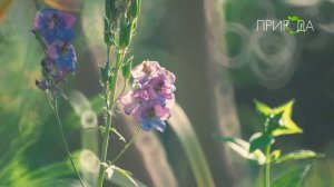 Природа. Дельфиниум_8