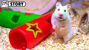 Креативная восковая площадка для хомяков 🐹 Хомяк Хомура