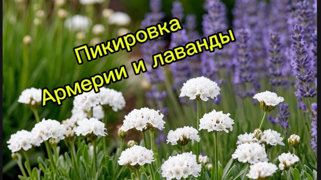 Пикировка армерии и лаванды 19.02. 26г.