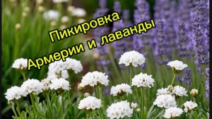 Пикировка армерии и лаванды 19.02. 26г.